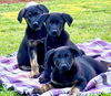 Dewey - Duck Cartoon Litter