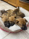 Viola Davis - The Oscars Litter