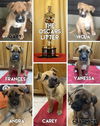 Viola Davis - The Oscars Litter