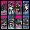 Prada - Fashion Litter