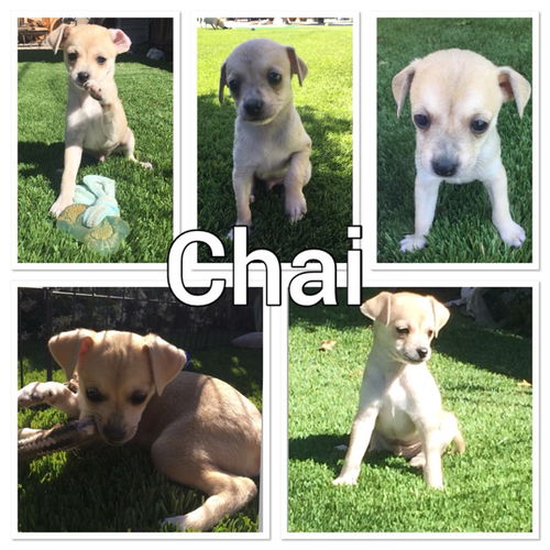 Chai - The Tea Litter