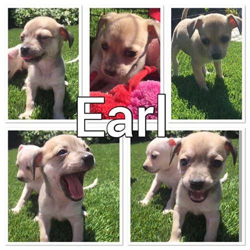 Earl - The Tea Litter