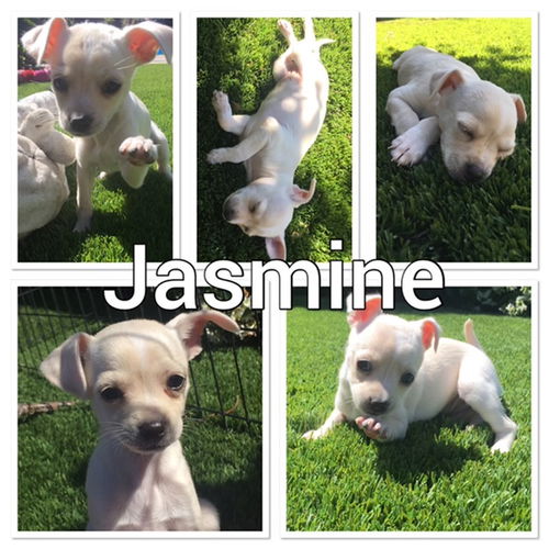 Jasmine - The Tea Litter