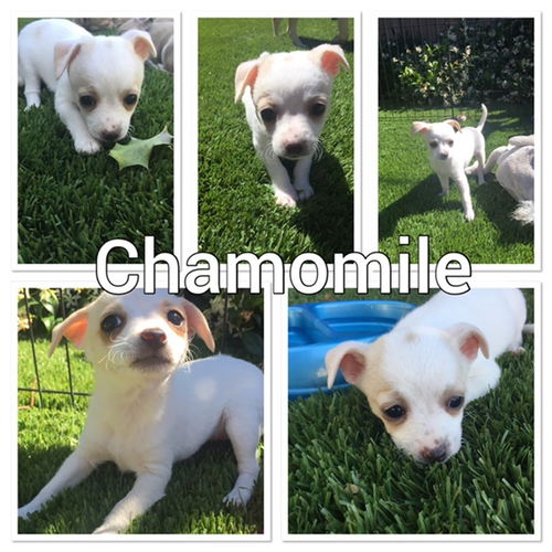 Chamomile - The Tea Litter