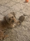Tucker