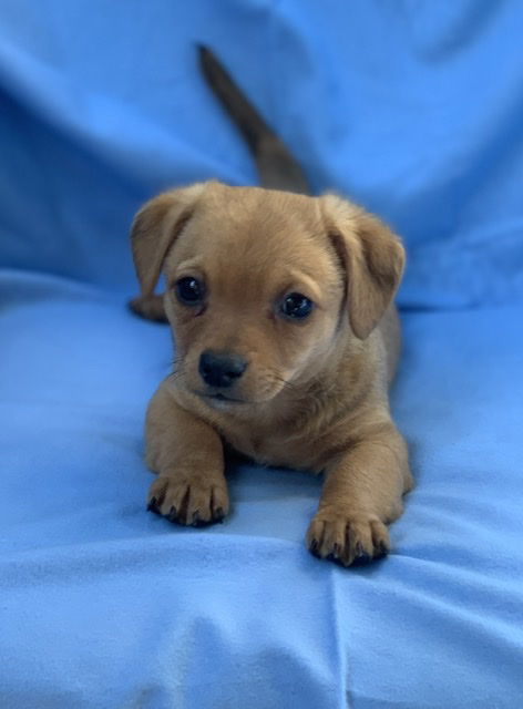 Greg - Brady Bunch Litter