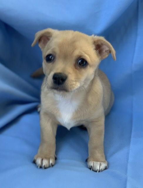 Marcia - Brady Bunch Litter