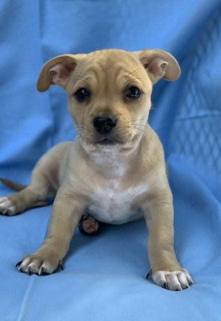 Peter - Brady Bunch Litter