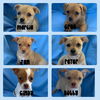Peter - Brady Bunch Litter