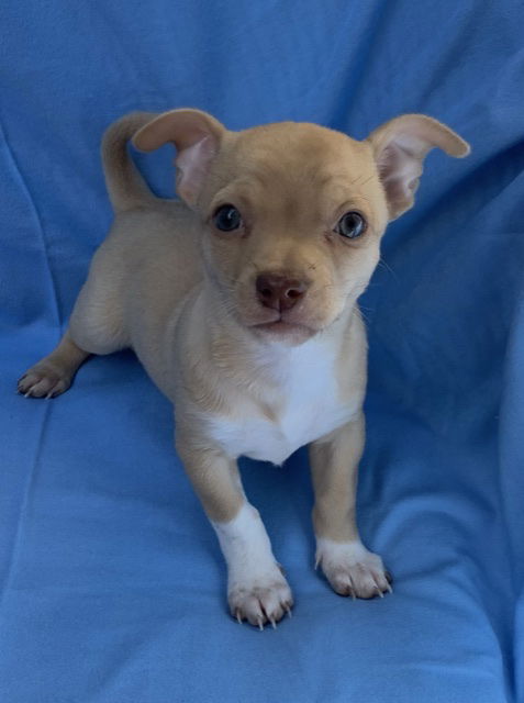 Bobby - Brady Bunch Litter