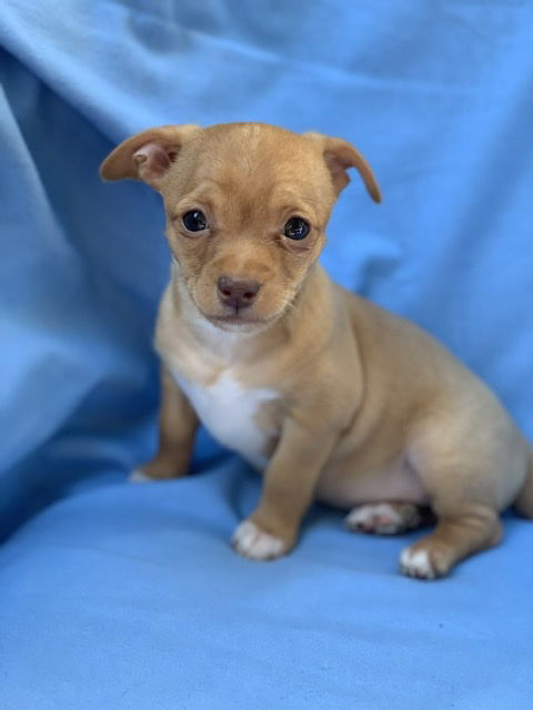 Jan - Brady Bunch Litter