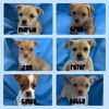 Jan - Brady Bunch Litter