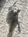 Toto