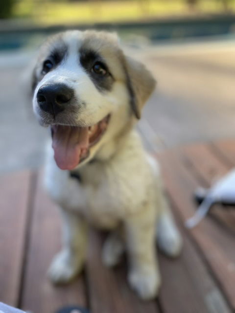 Orion - Constellation Litter