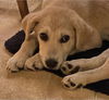 Phoenix - Constellation Litter