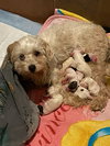 Sunny - The Breakfast Litter 2021