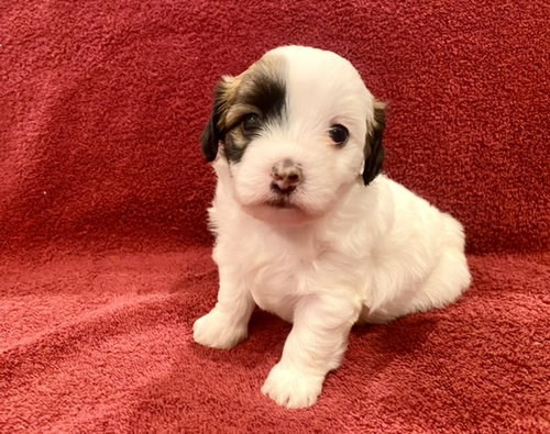 Sunny - The Breakfast Litter 2021