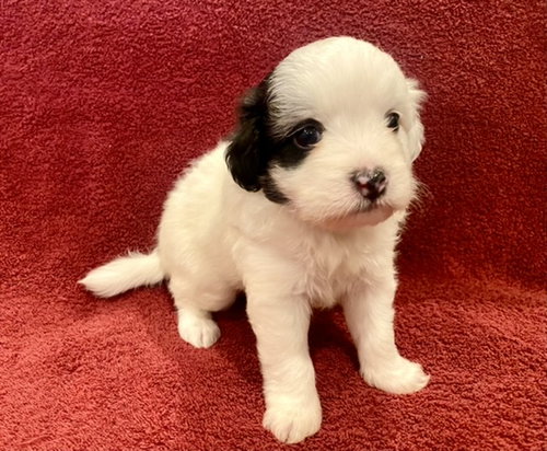 Toast - The Breakfast Litter 2021