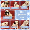 Pancake - The Breakfast Litter 2021