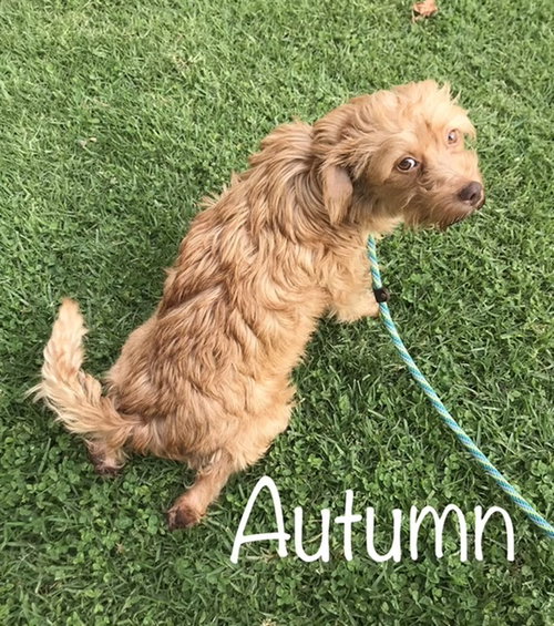 Autumn - Mommy Fall Litter