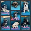 Tambry - Gravity Falls Litter