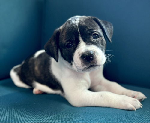 Wendy - Gravity Falls Litter