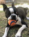 Oscar