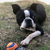 Oscar
