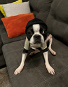 Oscar