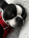 Oscar