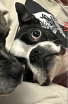 Oscar