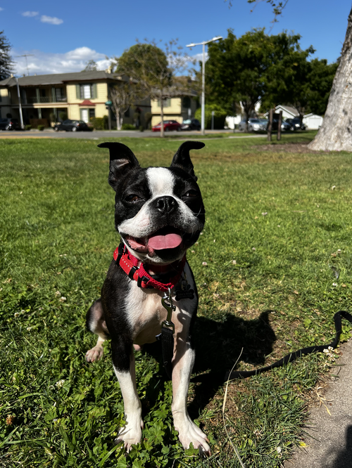 Oscar