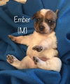 Ember - Fall Litter