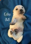 Echo - Fall Litter