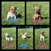 Echo - Fall Litter