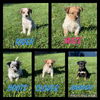Echo - Fall Litter