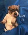 Maizie - Fall Litter