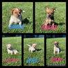 Maizie - Fall Litter