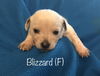 Blizzard - Fall Litter