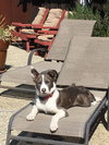 Sawyer