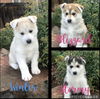 Blizzard- Winter Litter