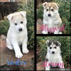 Stormy- Winter Litter