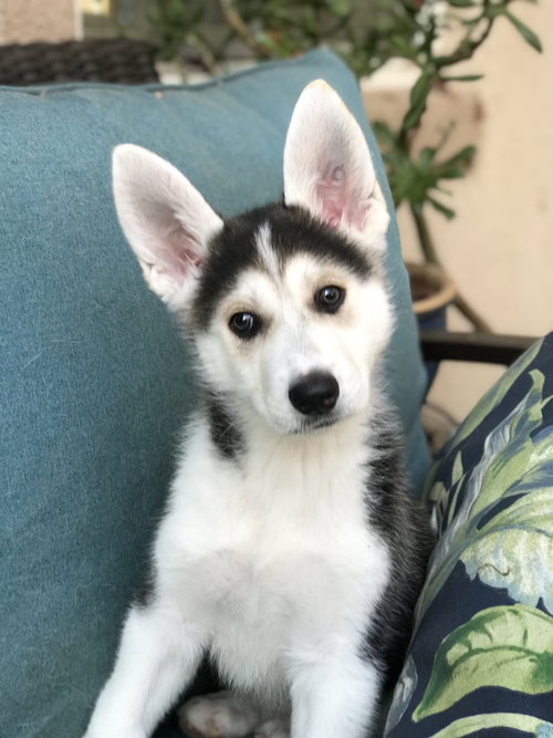 Stormy- Winter Litter