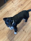 Addie