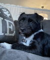 Addie