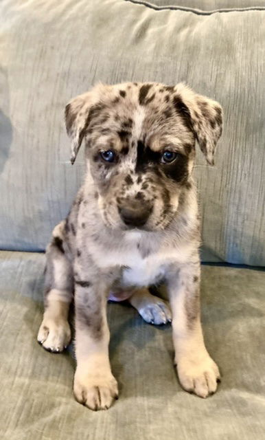Ryder - cowgirl litter