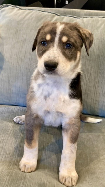 Dusty - Cowgirl Litter