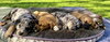 Jessie - Cowgirl Litter