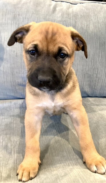 Jessie - Cowgirl Litter
