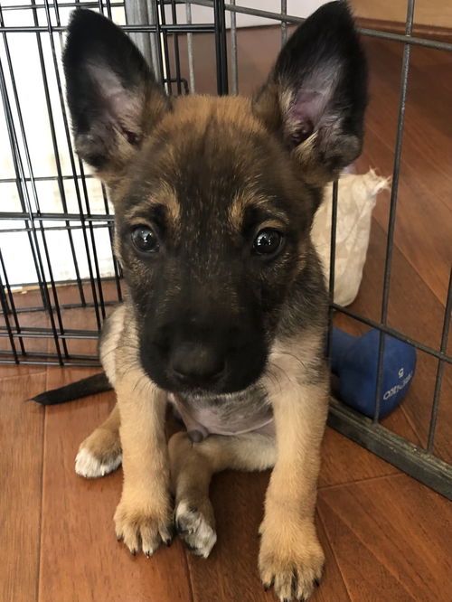 Rippa - Talk Show Host Litter